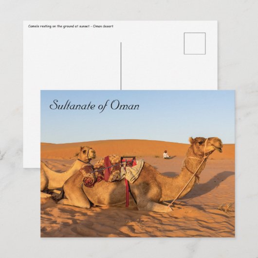 Kamel in der omanischen Wüste Postkarte (Vorne/Hinten)