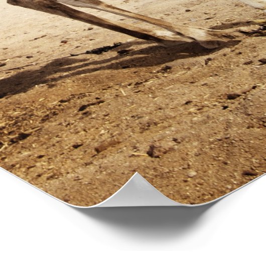 Kamel in der Wüste Poster (Ecke)