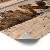 Kamel in der Wüste. Tunesien. Poster (Ecke)