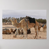 Kamel in der Wüste. Tunesien. Poster (Vorne)