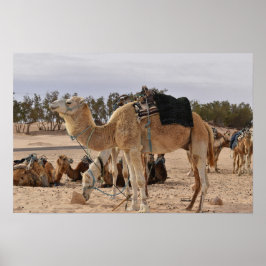 Kamel in der Wüste. Tunesien. Poster