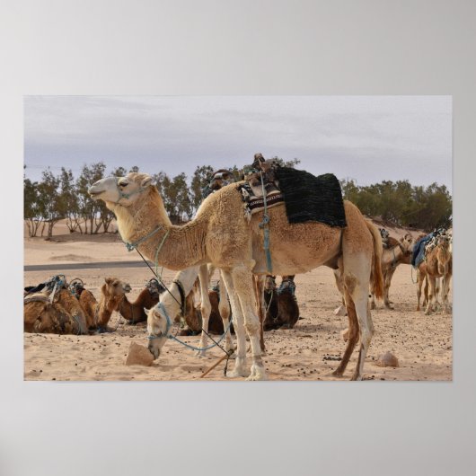 Kamel in der Wüste. Tunesien. Poster (Vorne)
