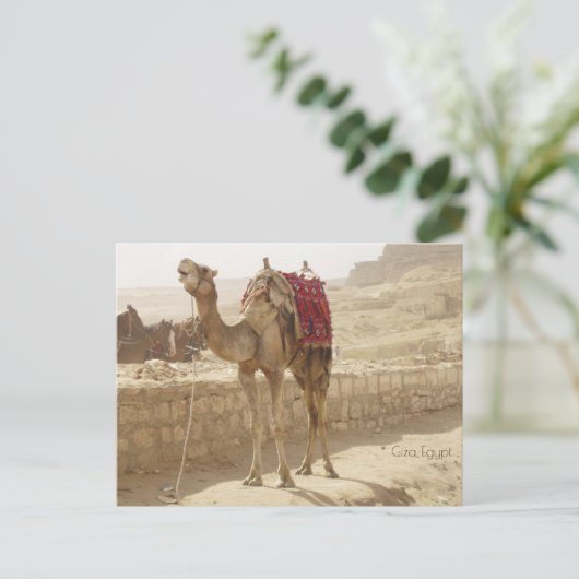 Kamel in Gizeh Ägypten Postkarte (Stehend Vorderseite)