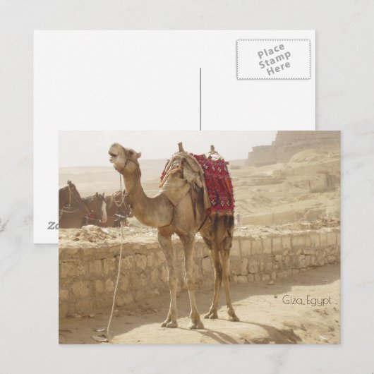 Kamel in Gizeh Ägypten Postkarte (Vorne/Hinten)