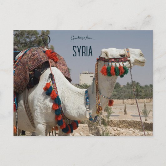 Kamel in Syrien Postkarte (Vorderseite)