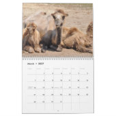 Kamel-Kalender 2027 Kalender (Mär 2027)