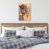 Kamel mit lustigem Gesichtsausdruck Leinwanddruck (Insitu (Schlafzimmer))