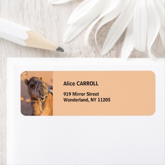 Kamel mit lustigem Gesichtsausdruck - Oman (Insitu)