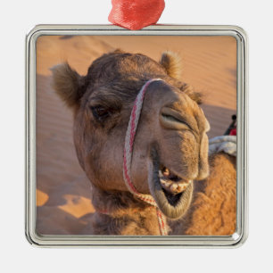 Kamel mit lustigem Gesichtsausdruck - Oman Ornament Aus Metall