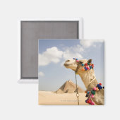 Kamel mit Pyramids Gizeh, Ägypten Magnet (Vorderseite/Rückseite)