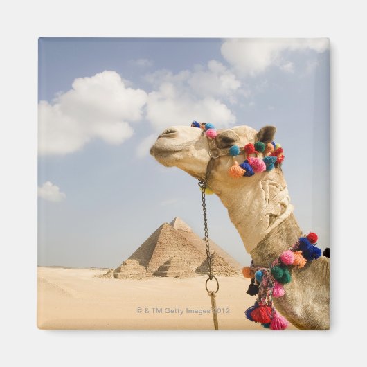 Kamel mit Pyramids Gizeh, Ägypten Magnet (Vorne)