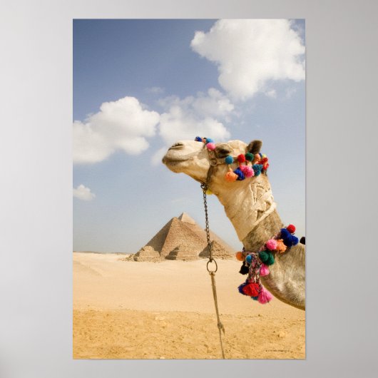 Kamel mit Pyramids Gizeh, Ägypten Poster (Vorne)