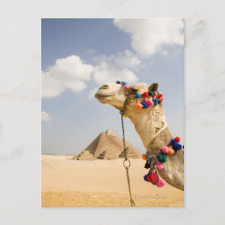 Kamel mit Pyramids Gizeh, Ägypten Postkarte