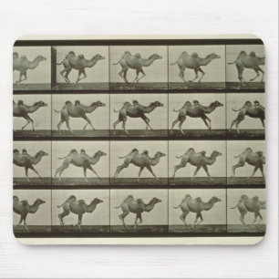 Kamel, Platte "von der Tierbewegung", 1887 (b/W.P. Mousepad