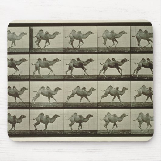 Kamel, Platte "von der Tierbewegung", 1887 (b/W.P. Mousepad (Vorne)