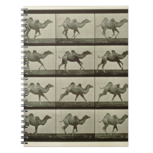 Kamel, Platte "von der Tierbewegung", 1887 (b/W.P. Notizblock