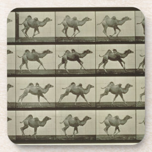 Kamel, Platte "von der Tierbewegung", 1887 (b/W.P. Untersetzer