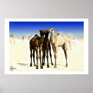 Kamel Poster