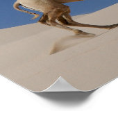 Kamel Poster (Ecke)