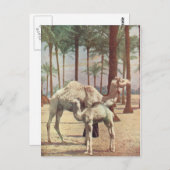Kamel Postkarte (Vorne/Hinten)