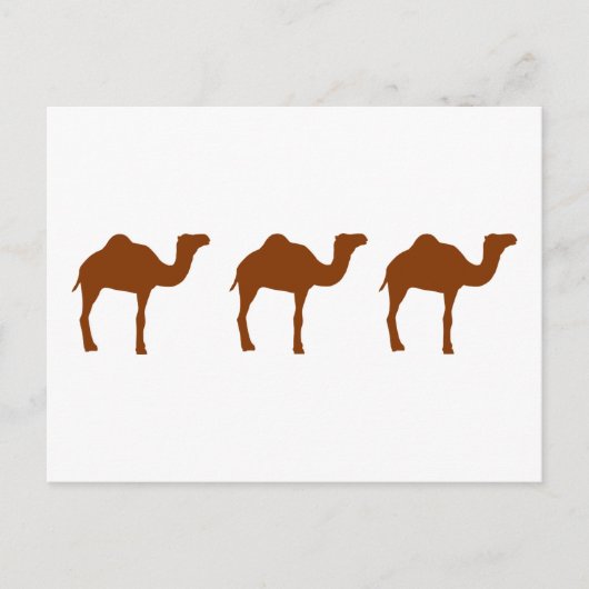 Kamel Postkarte (Vorderseite)