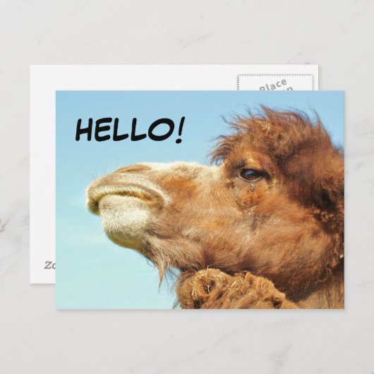 Kamel - Postkarte (Vorne/Hinten)