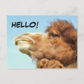 Kamel - Postkarte (Vorderseite)