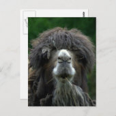 Kamel Postkarte (Vorne/Hinten)