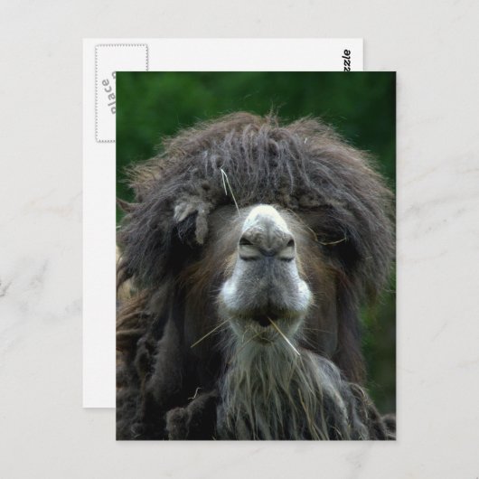 Kamel Postkarte (Vorne/Hinten)