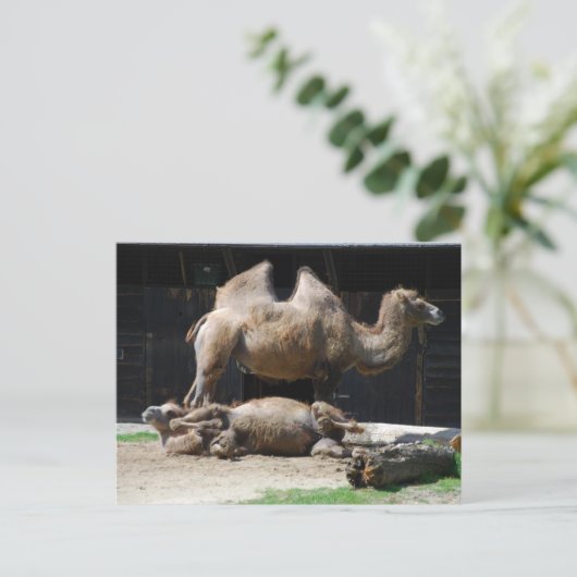 Kamel Postkarte (Stehend Vorderseite)
