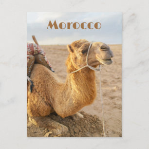 Kamel ruht, Marokko Reise Postkarte