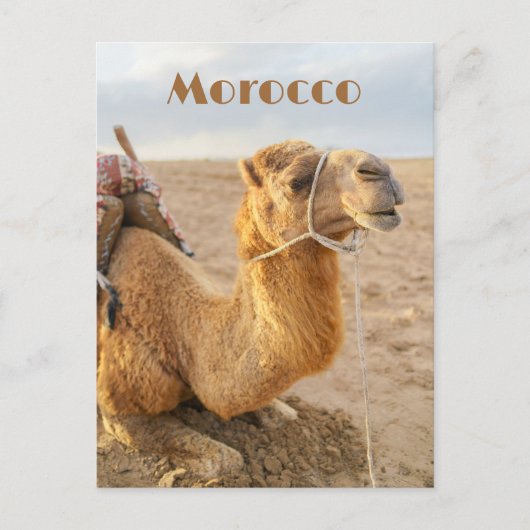 Kamel ruht, Marokko Reise Postkarte (Vorderseite)