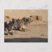 Kamel-Sitzen - besonders angefertigt Postkarte (Vorderseite)