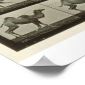 Kamel, Teller aus "Animal Locomotion", 1887 (b/w p Poster (Ecke)