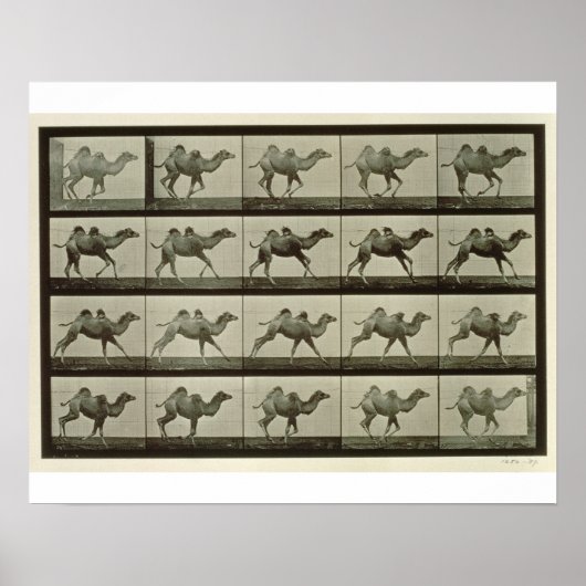 Kamel, Teller aus "Animal Locomotion", 1887 (b/w p Poster (Vorne)