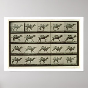Kamel, Teller aus "Animal Locomotion", 1887 (b/w p Poster