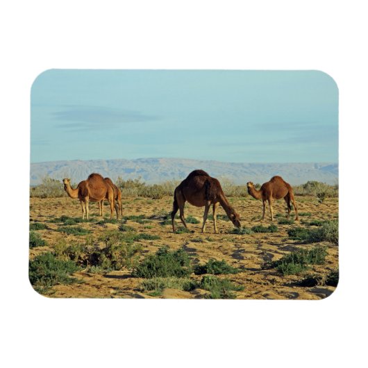 Kamel, Tunesien Magnet (Horizontal)