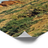 Kamel, Tunesien Poster (Ecke)