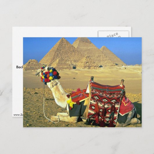 Kamel und Pyramiden, Kairo, Ägypten Postkarte (Vorne/Hinten)