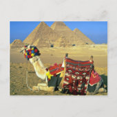 Kamel und Pyramiden, Kairo, Ägypten Postkarte (Vorderseite)