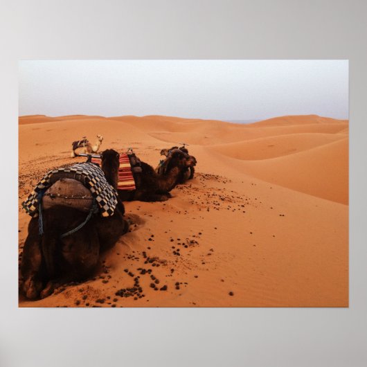 Kamel von hinten poster (Vorne)