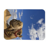 Kamel vor den Pyramiden von Gizeh, Ägypten, Magnet (Horizontal)