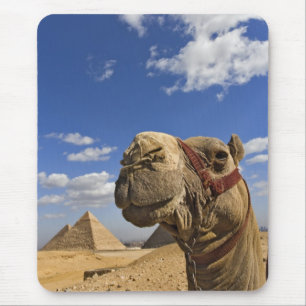 Kamel vor den Pyramiden von Gizeh, Ägypten, Mousepad
