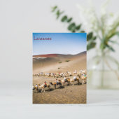 Kamelbahn auf Lanzarote Postkarte (Stehend Vorderseite)