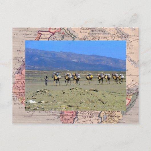 Kamelbahn überquert die Sahara-Wüste Postkarte (Vorderseite)