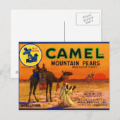 Kamelbirnen Postkarte (Vorne/Hinten)