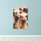 Kamele auf dem Kamelmarkt in Al Ain bei Dubai Leinwanddruck (Insitu (Holzboden))