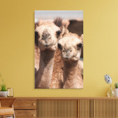 Kamele auf dem Kamelmarkt in Al Ain bei Dubai Leinwanddruck (Insitu (Wohnzimmer))