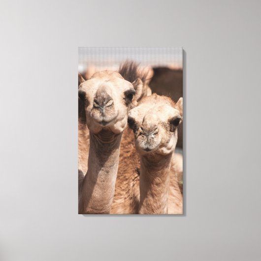 Kamele auf dem Kamelmarkt in Al Ain bei Dubai Leinwanddruck (Vorderseite)