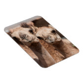 Kamele auf dem Kamelmarkt in Al Ain bei Dubai Magnet (Rechte Seite)